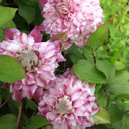 Фото Клематис Пафар