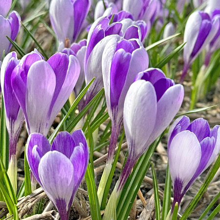 Фото Крокус Уэйл Шарк