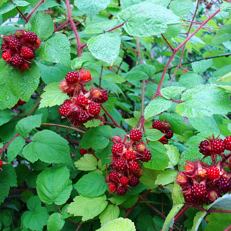 Фото Малина Японская