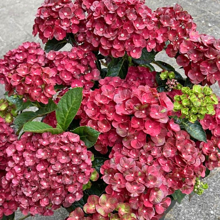 Фото Гортензия крупнолистная Ребелион Пистачио Лав