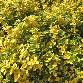 Тимьян лимоннопахнущий Бертрам Андерсон