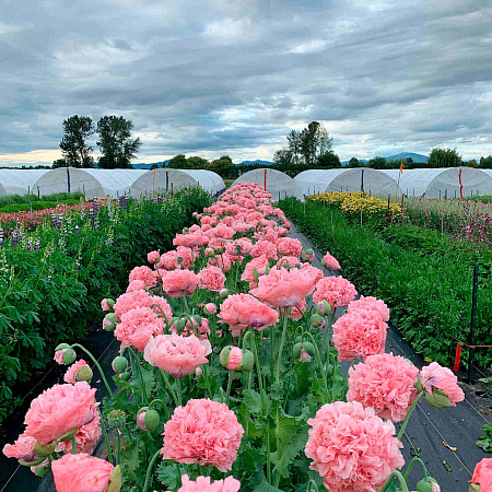 Фото Мак пионовидный Молочно-розовый