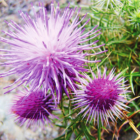 Фото Ламира ежеголовая