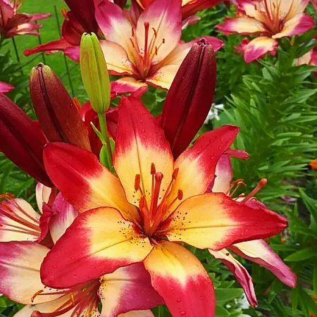 Фото Лилия азиатская Хатстрингс