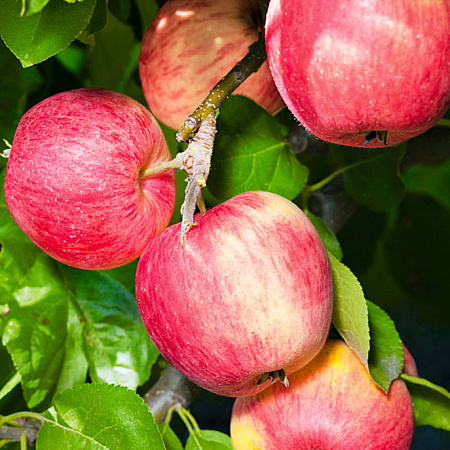 Фото Яблоня Торопыжка