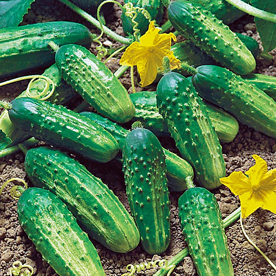 Огурец Аякс F1