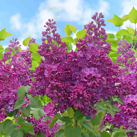 Фото Сирень обыкновенная Знамя Ленина