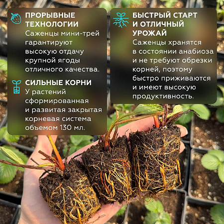 Фото Саженцы земляники садовой Кармен