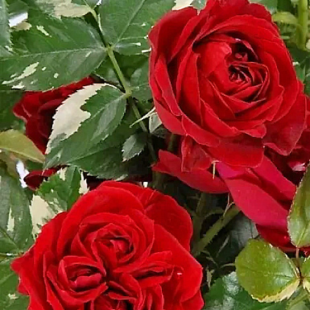 Фото Роза чайно-гибридная Эли Семун