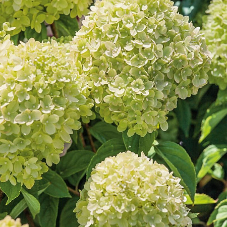 Фото Гортензия метельчатая Литл лайм