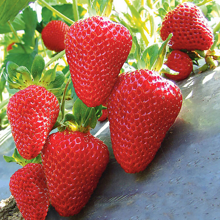 Фото Земляника садовая Сан-Андреас