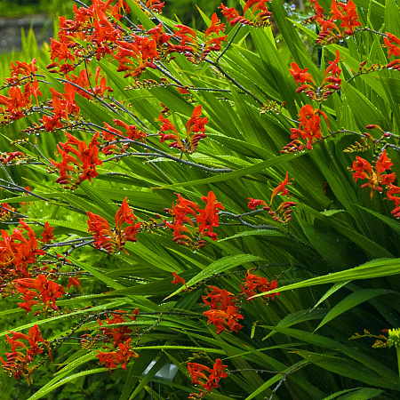 Фото Крокосмия Люцифер