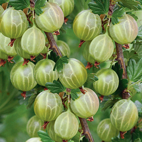 Крыжовник Берилл