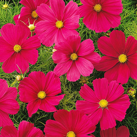 Фото Космос Рубенза