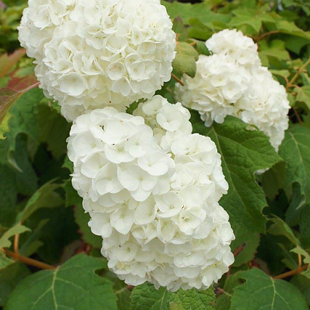 Фото Гортензия дуболистная Гармония