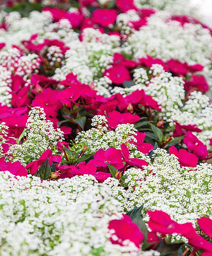 Купить семена Набор Леденец в сахарной пудре — от НПО Сады Росcии