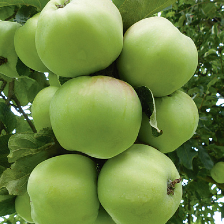 Фото Яблоня Антоновка