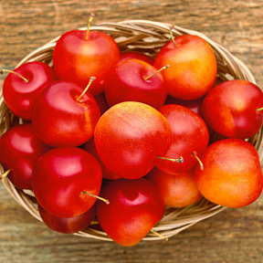 Слива Скороплодная