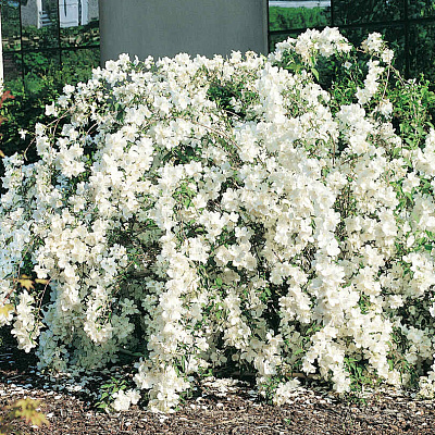 Жасмин Вайт рок