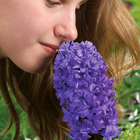 Фото Гиацинт Блю стар
