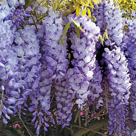Фото Глициния китайская Пролифик