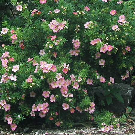 Фото Курильский чай Прекрасный розовый