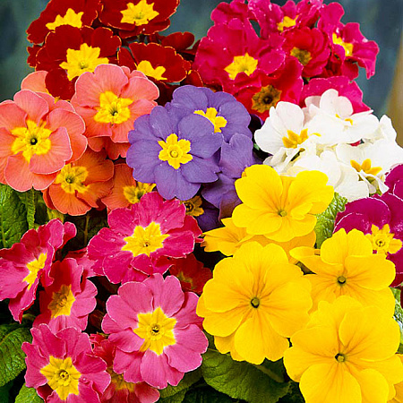 Фото Примула высокая Яркий набор