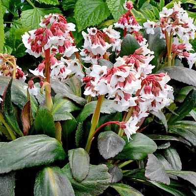 Бадан Файр Энд Айс