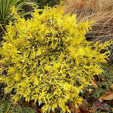 Фото Кипарисовик горохоплодный Лучи солнца