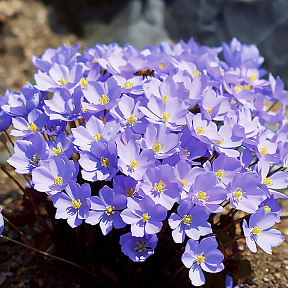 Джефферсония Сомнительная