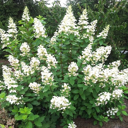 Фото Гортензия Брасселс лейс