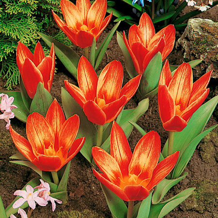 Фото Тюльпан Шекспир