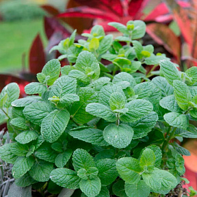 Мята яблочная