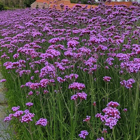 Фото Вербена бонарская