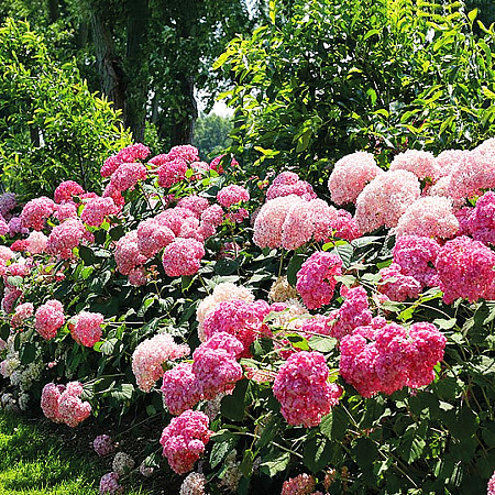 Фото Гортензия древовидная Сильная духом