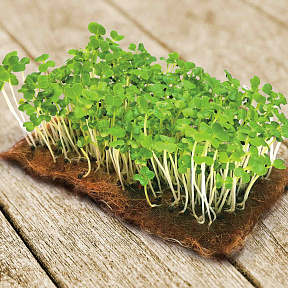 Микрозелень Пак-чой