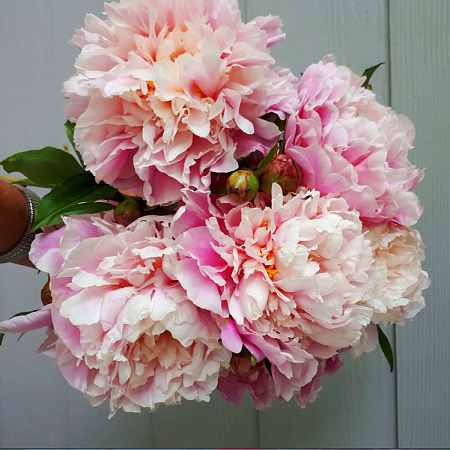 Фото Пион Монинг Кисс