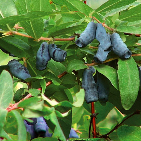 Фото Жимолость Амфора