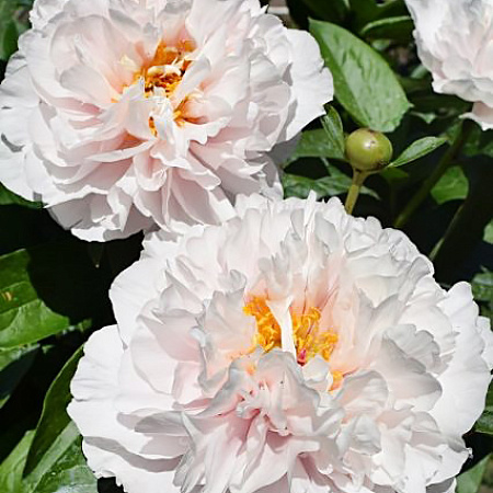 Фото Пион Блашинг Принцесс