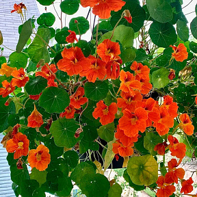 Настурция Оранжевое небо