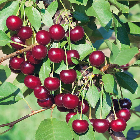 Фото Вишня Брусницына