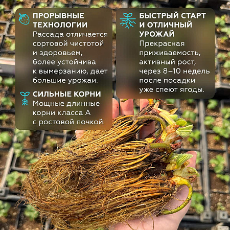 Фото Земляника садовая Сибилла