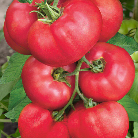 Фото Помидоры Малиновое чудо 4 серия F1