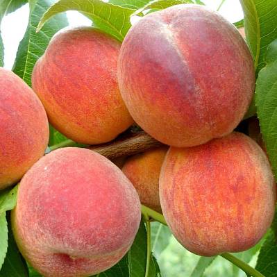 Фото Персик Инка (2 лет)