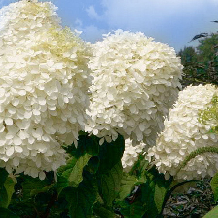 Фото Гортензия метельчатая Фантом