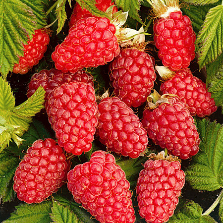 Фото Малина ремонтантная Рубиновое ожерелье