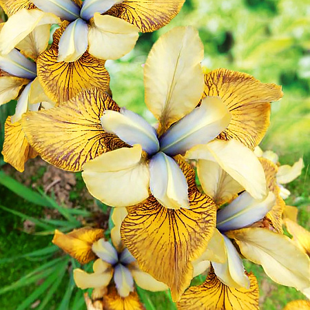 Фото Ирис сибирский Летающие скрипки