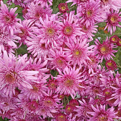 Хризантема корейская Анна Ярославна