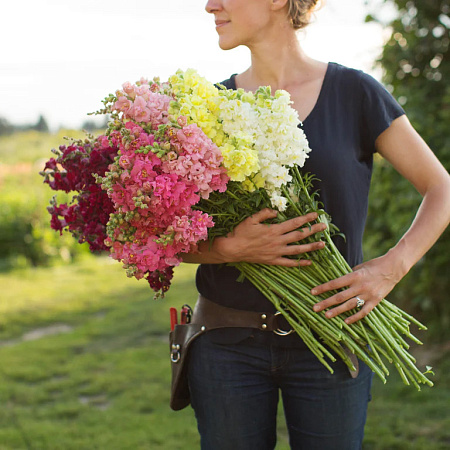 Фото Львиный зев Мадам Баттерфляй набор