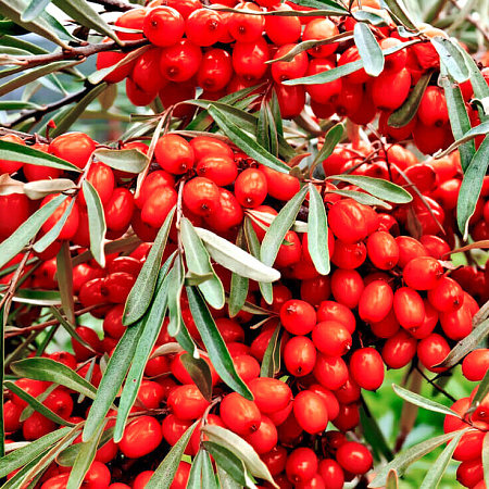 Фото Облепиха Красноплодная